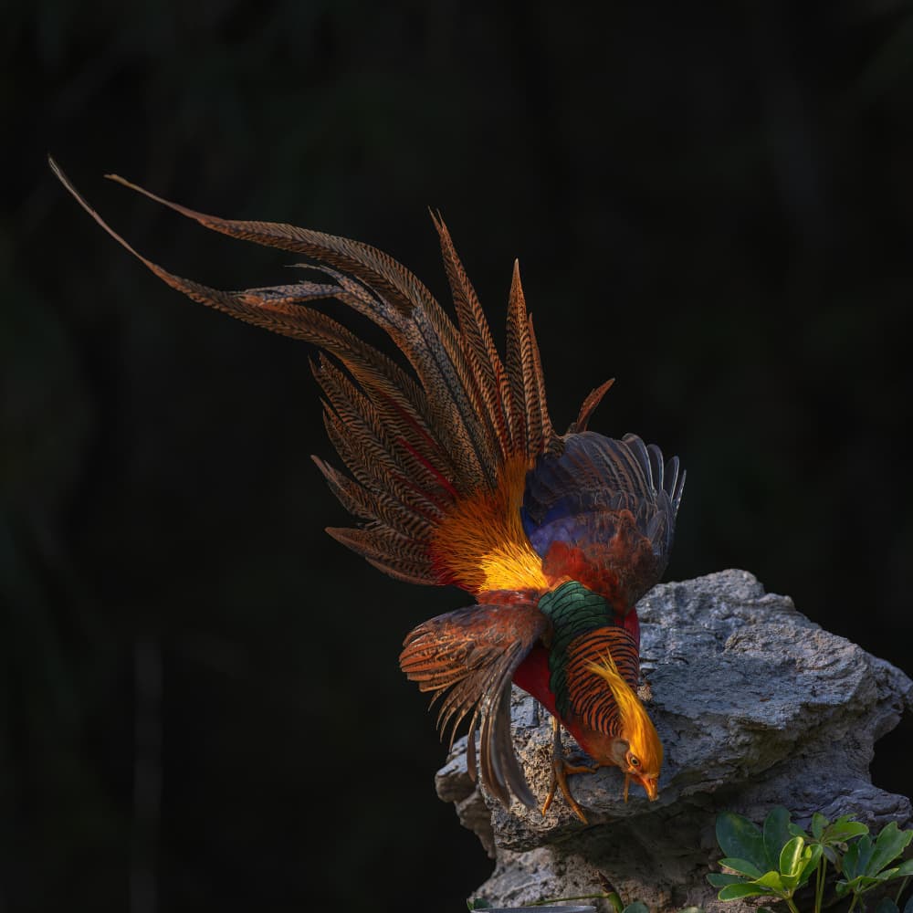 Majestic Golden Pheasant by Bill Lu — canvas wall art
