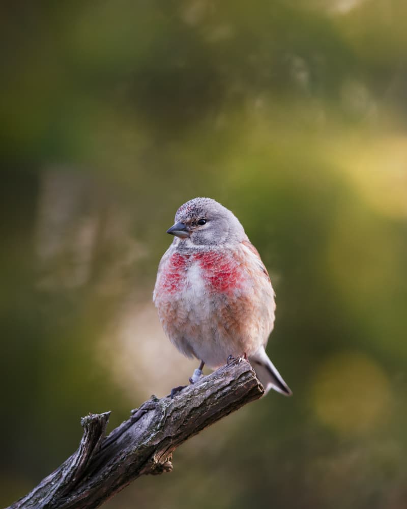 Red-chested Finch on Branch by Magnus Renmyr — canvas wall art