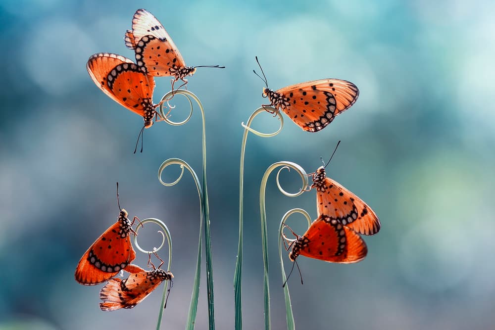 Orange Butterflies on Stems by Abdul Gapur Dayak — canvas wall art