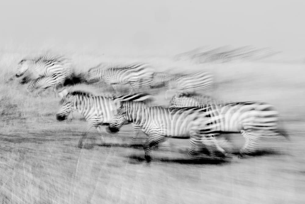 African Zebras Gallop by Lokesh Kumar Rastogi — canvas wall art