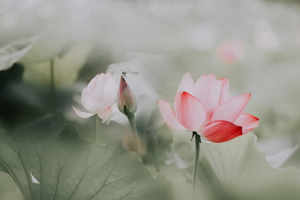 Pink Lotus Serenity by YoungIl Kim — canvas wall art