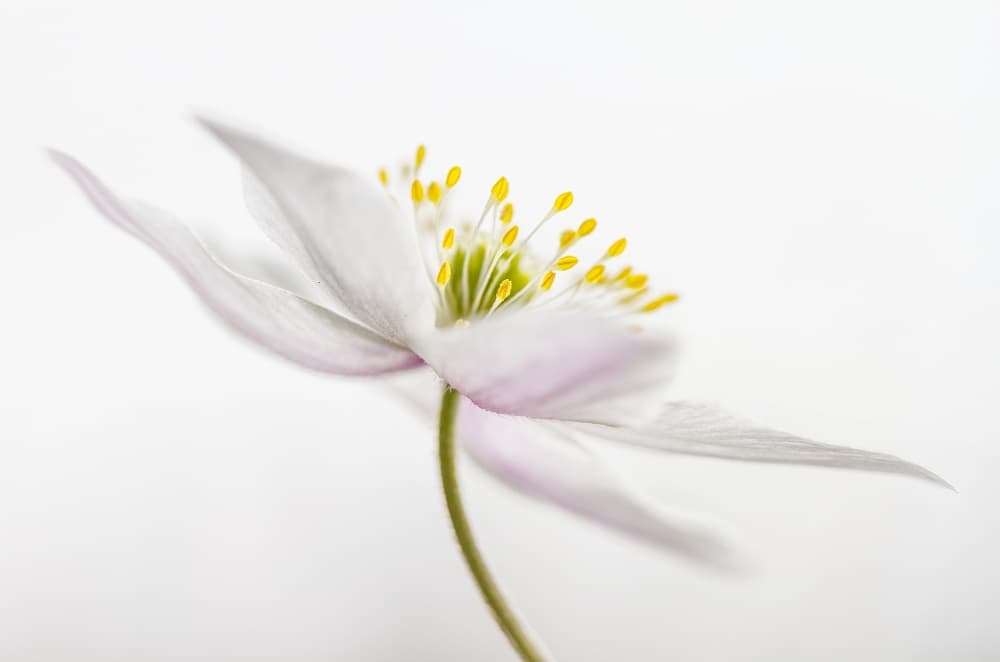 Nemorosa** by Mandy Disher — canvas wall art
