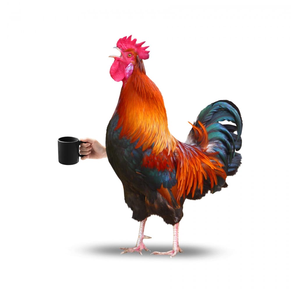 Rooster's Morning Coffee by Marja van den Hurk — canvas wall art