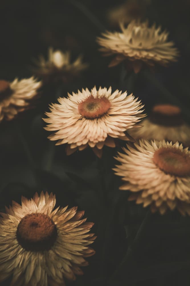Moody Dried Flowers by Tim Mossholder — canvas wall art
