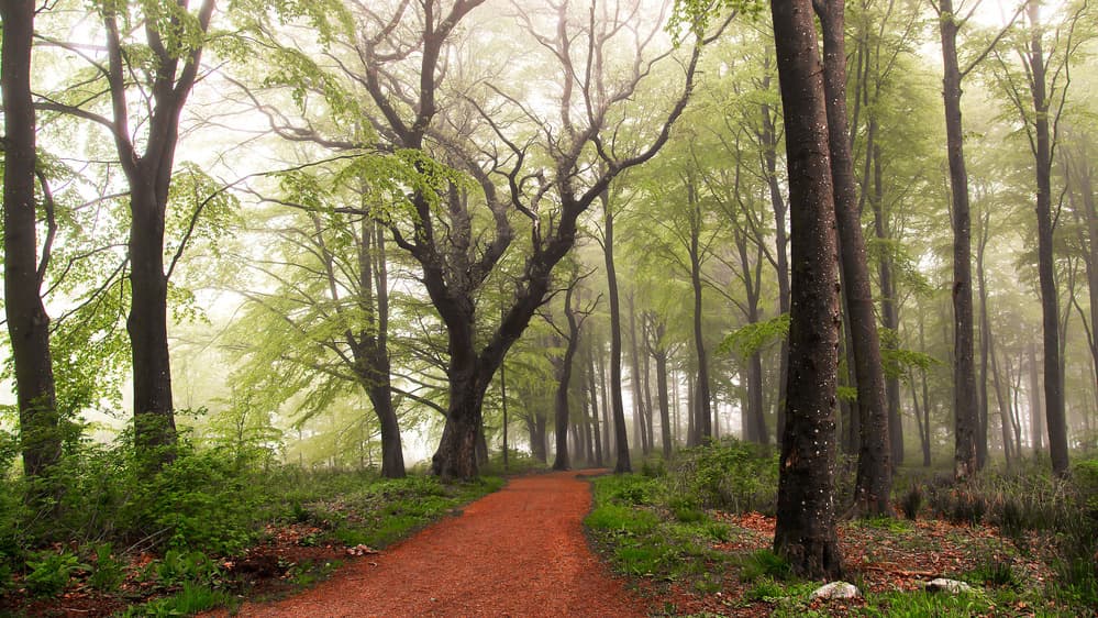 Misty Forest Path by Leif Løndal — canvas wall art