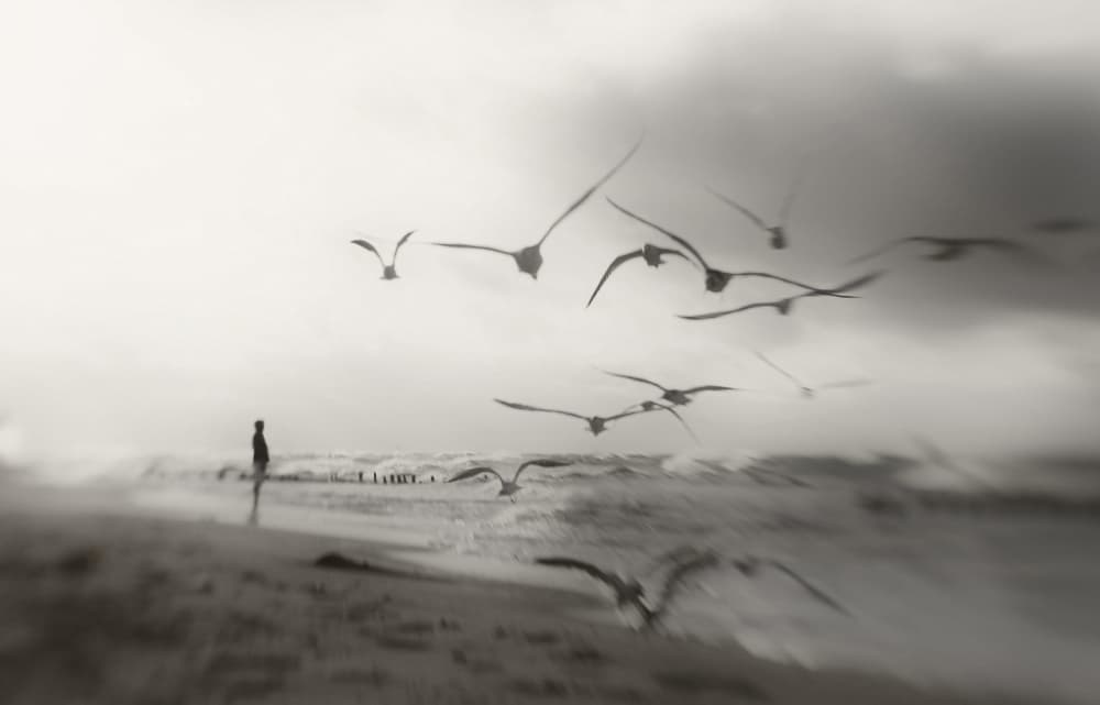 Misty Beach Seagulls by Anna Niemiec — canvas wall art