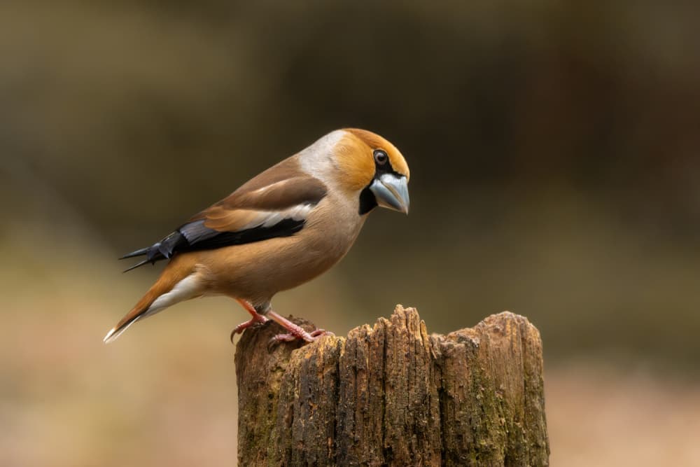 Hawfinch on Stump by Ytje Veenstra — canvas wall art