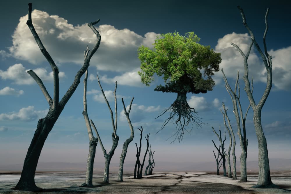 Surreal Floating Tree by Radoslav Penchev — canvas wall art