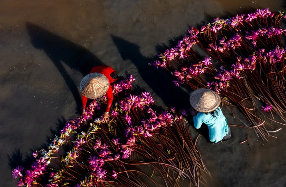 Asian Water Lily Harvest by Tran Van Truong — canvas wall art
