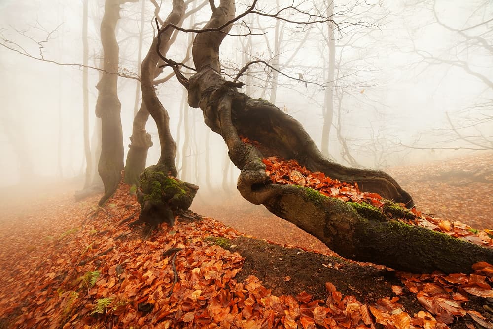 Enchanting Autumn Fog by Daniel Řeřicha — canvas wall art