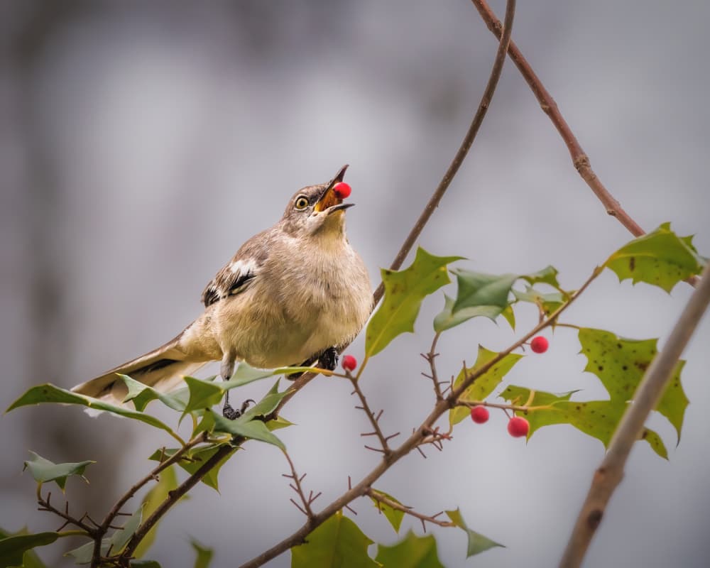 Mockingbird Eating Berry by Xiao Cai — canvas wall art