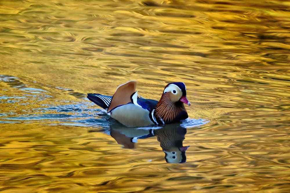 Mandarin Duck Golden Water by Bojan Bencic — canvas wall art