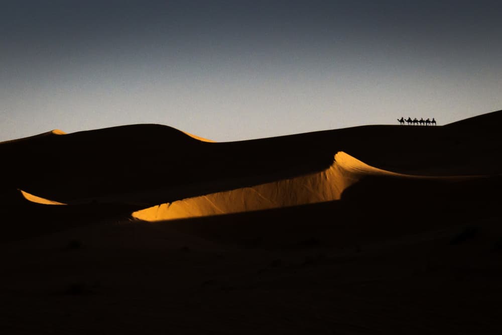 Golden Desert Caravan by Dan Mirica — canvas wall art