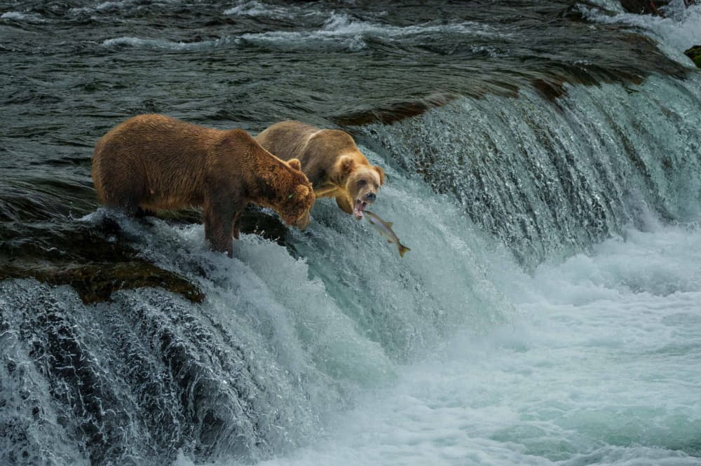 Grizzly Bear Fishing Waterfall by Xiaoyuan Xu — canvas wall art