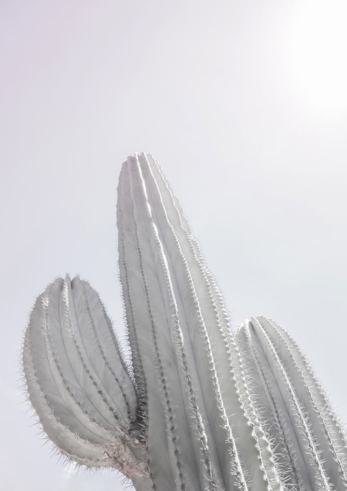 Minimalist Cactus by Shot by Clint — canvas wall art
