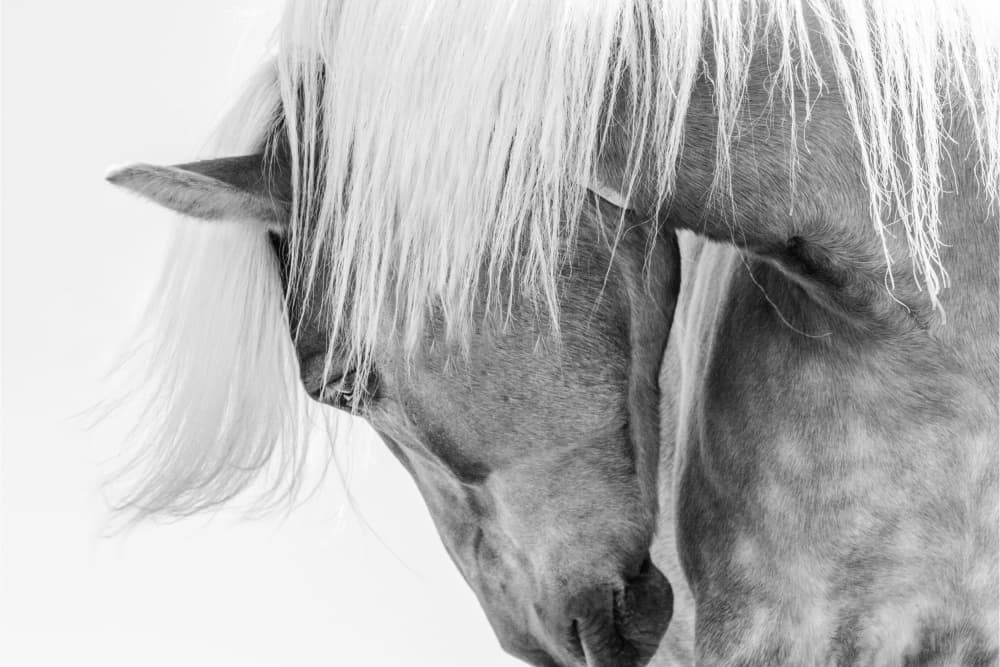 Serene Horse Portrait by Kimberly — canvas wall art