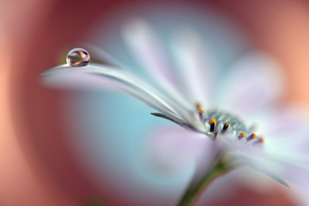 Delicate Droplet Bloom by Heidi Westum — canvas wall art