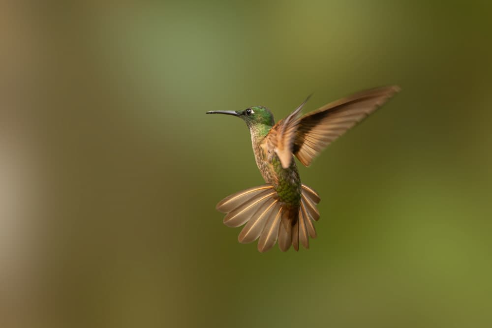 Hovering Green Hummingbird by Bill Lu — canvas wall art