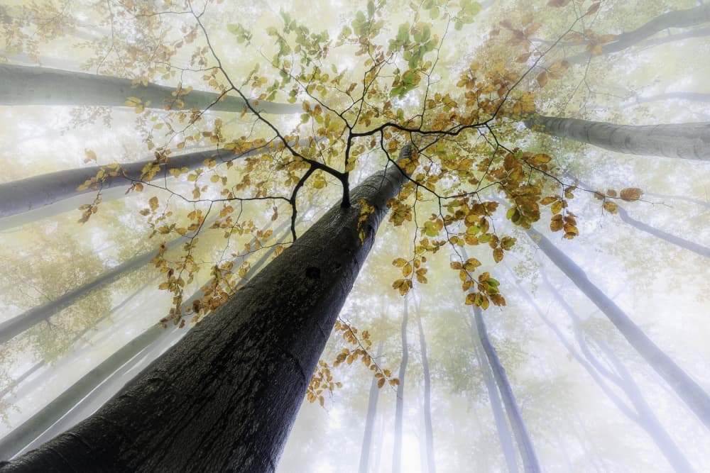 Misty Autumn Forest by Tom Pavlasek — canvas wall art