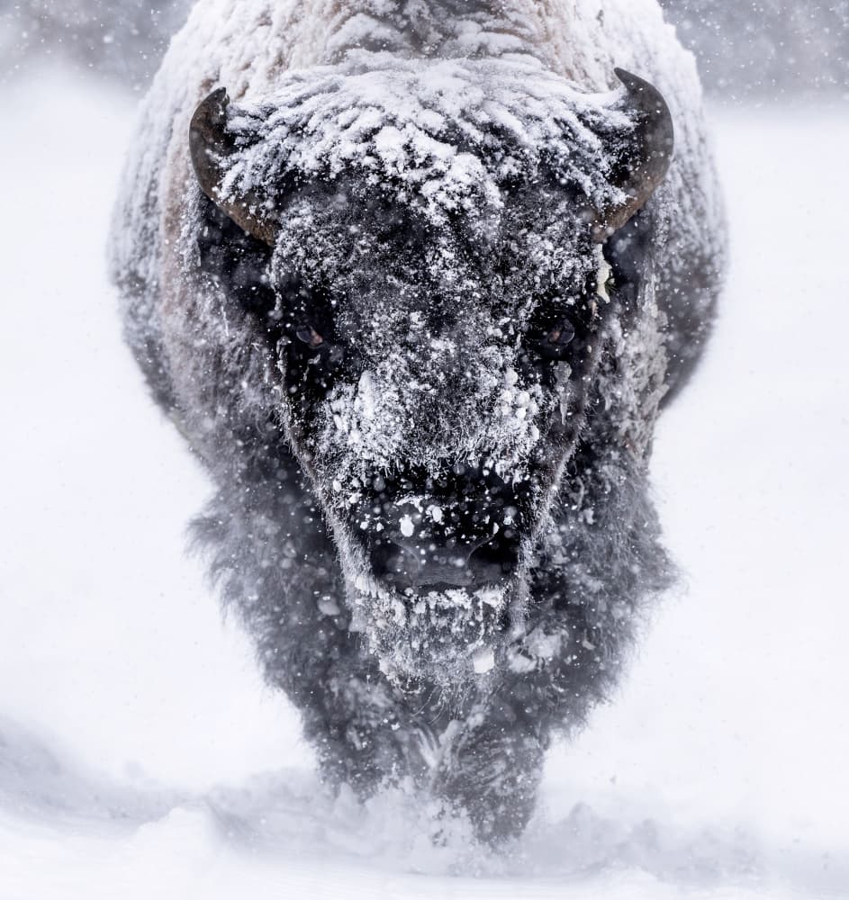 Majestic Bison Snowstorm by Barbara Gill — canvas wall art