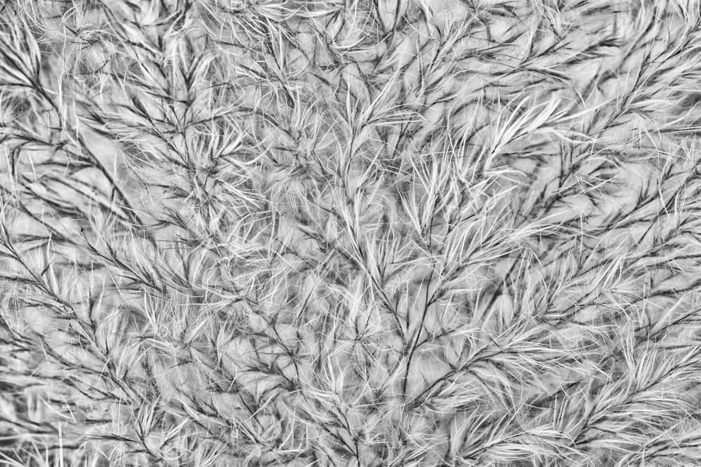 Intricate Botanical Texture by Marie-anne Stas — canvas wall art