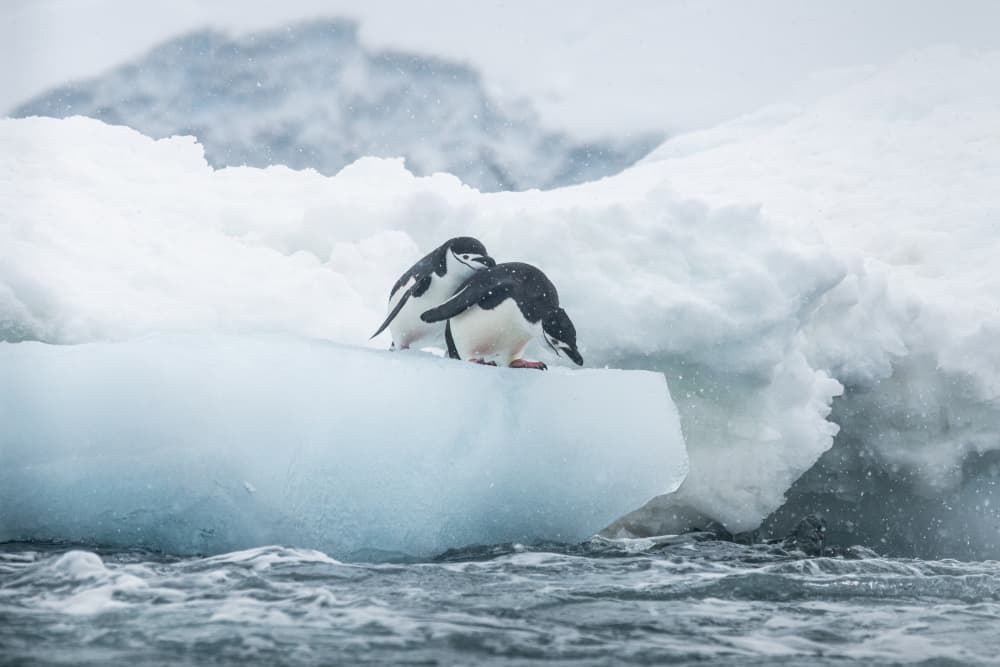 Antarctic Penguin Pair by Nanda Bussers — canvas wall art