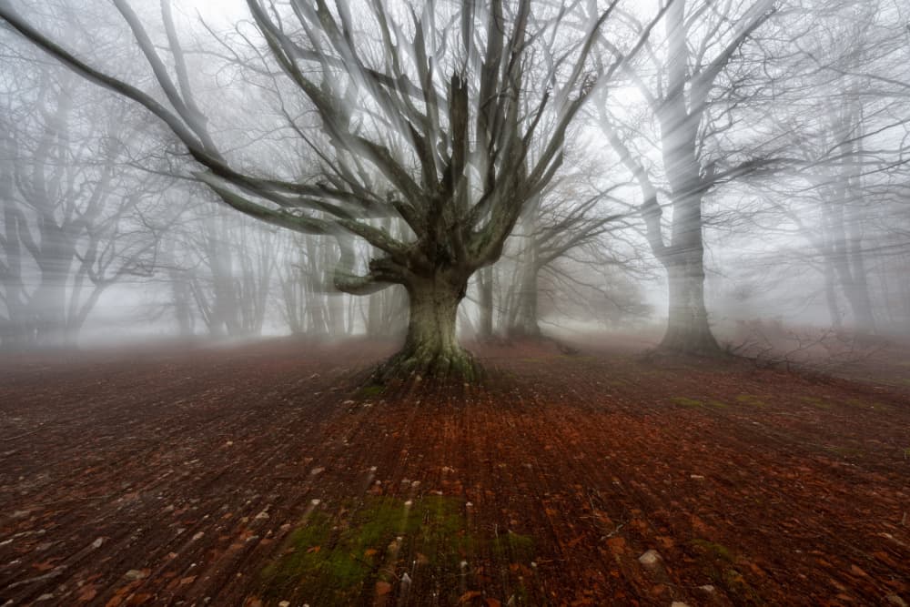 Mystical Forest Fog by Sergio Barboni — canvas wall art