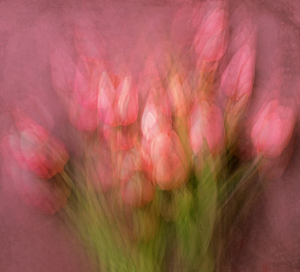 Dreamy Pink Tulips by Kahar Lagaa — canvas wall art