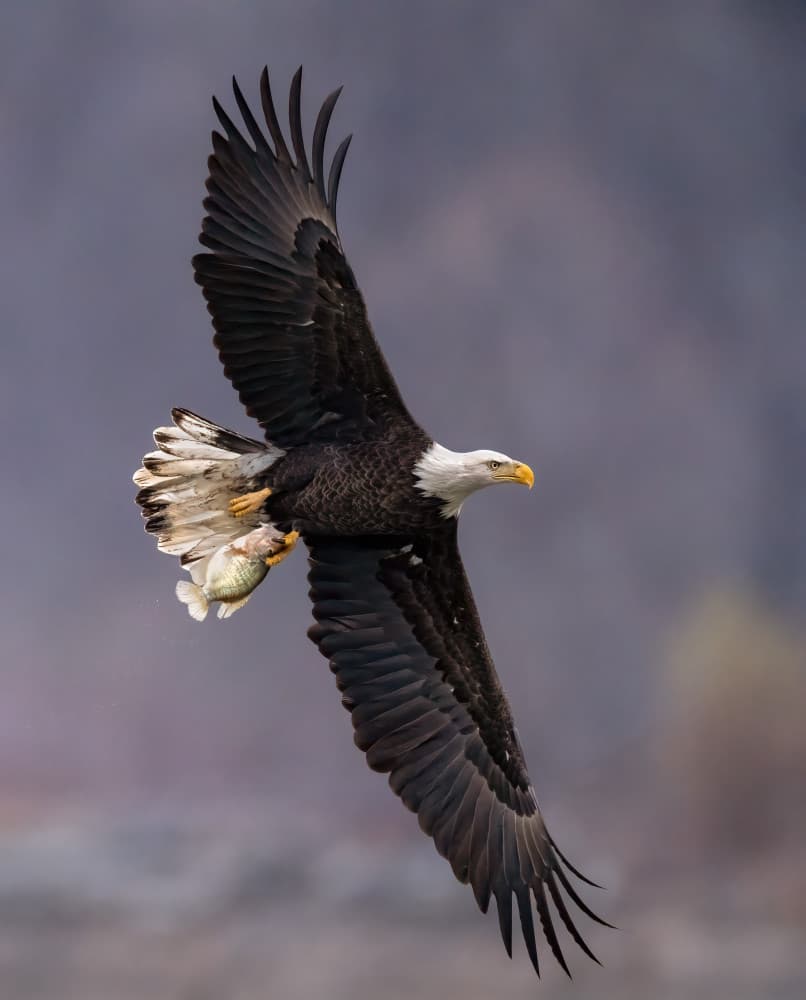 Majestic Eagle Fish Catch by Ruiqing P. — canvas wall art