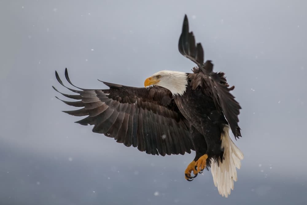 Flying Bald Eagle by Nick Kalathas — canvas wall art