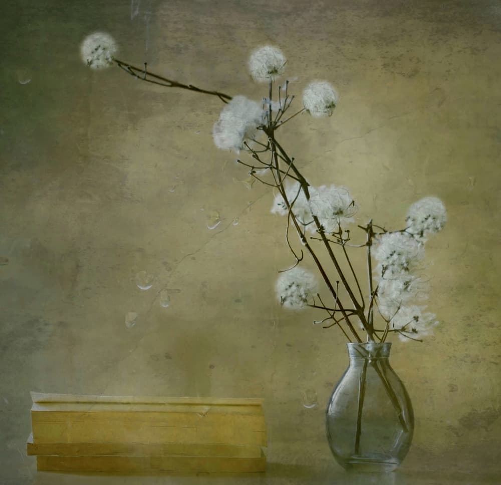 Serene Fluffy Flowers by Delphine Devos — canvas wall art