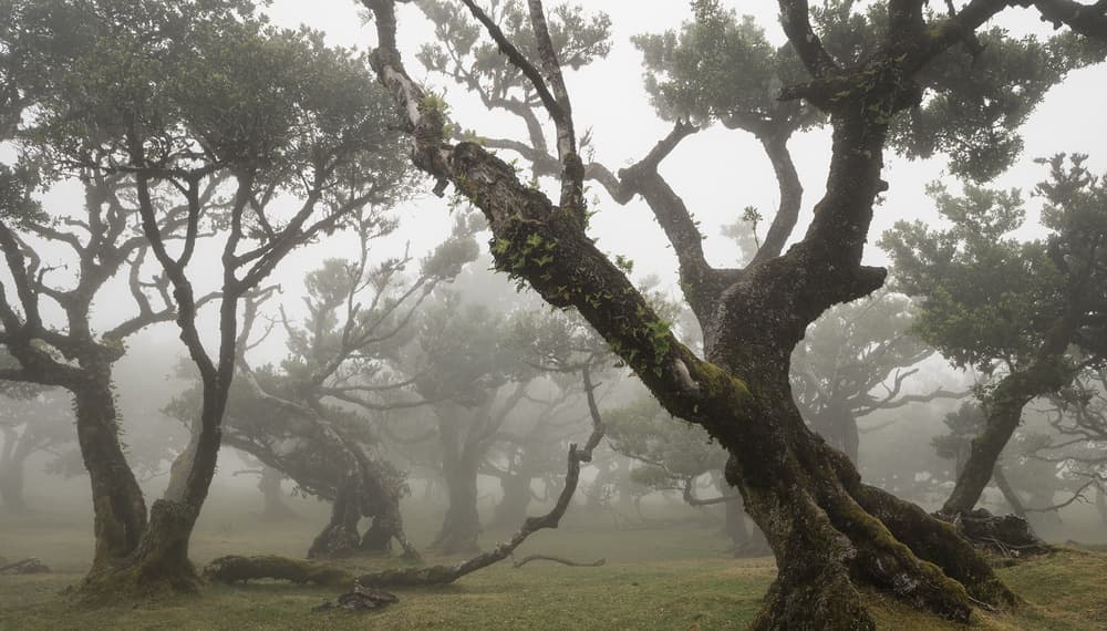 Misty Enchanted Forest by Karsten Wrobel — canvas wall art