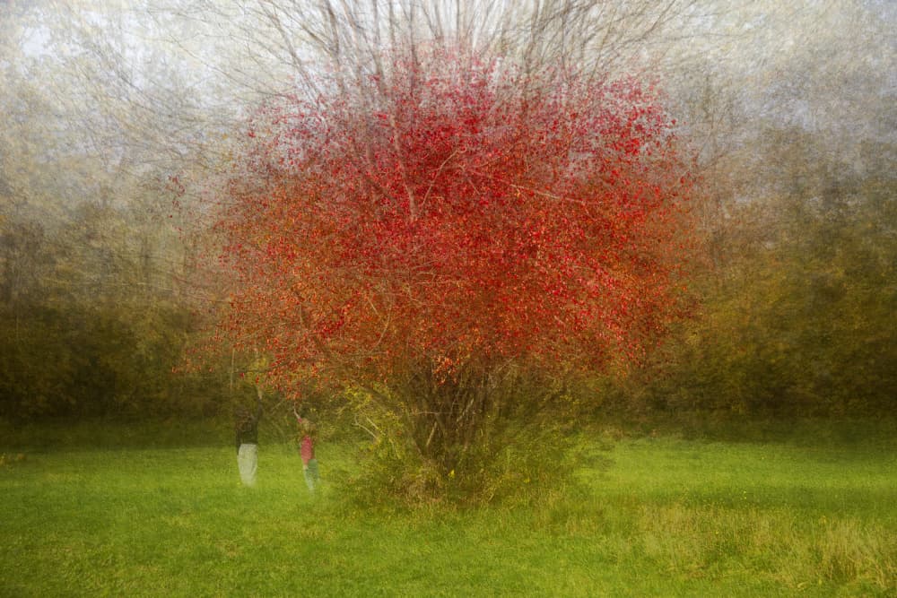 Vibrant Red Tree Field by Fiorenzo Carozzi — canvas wall art