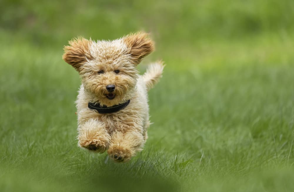 Joyful Puppy Leap by Marco Barisone — canvas wall art