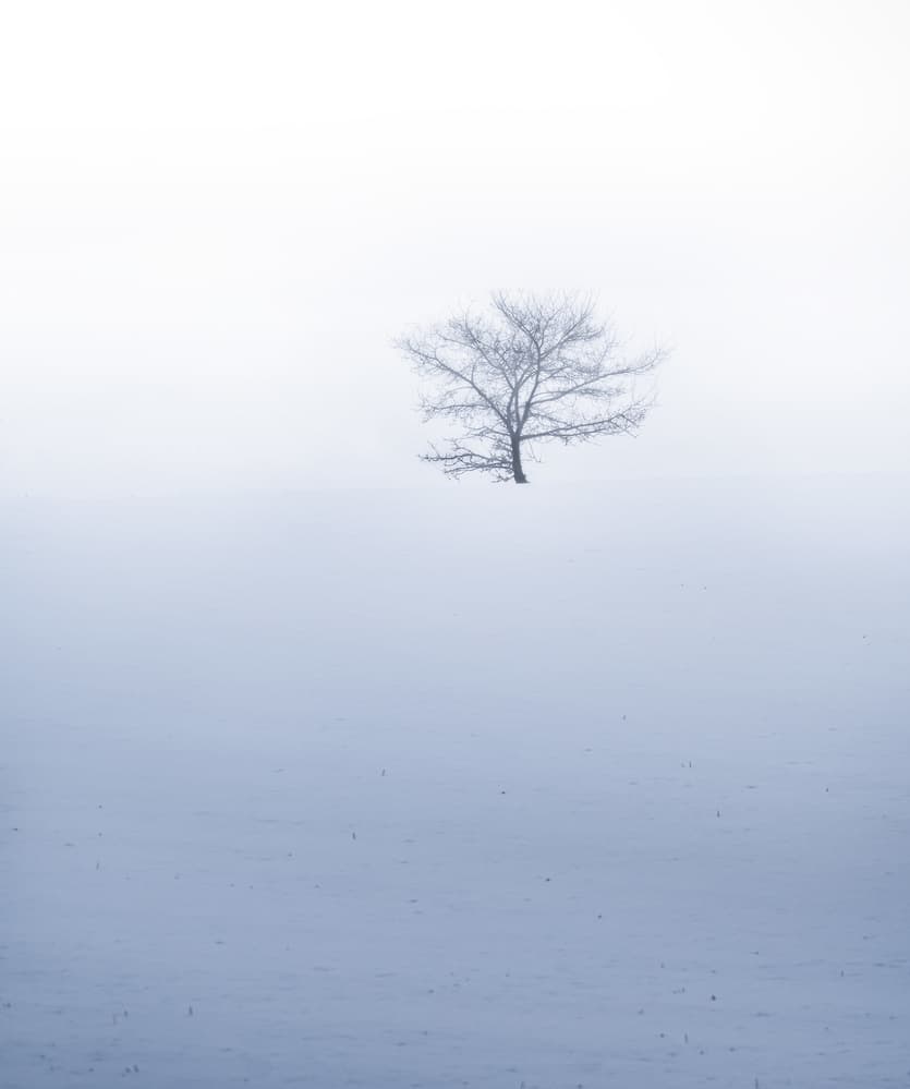 Misty Solitary Tree by Christian Lindsten — canvas wall art