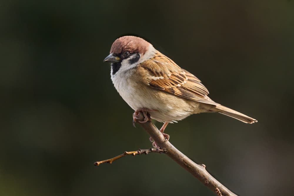Tranquil Tree Sparrow by Takiko Hirai — canvas wall art