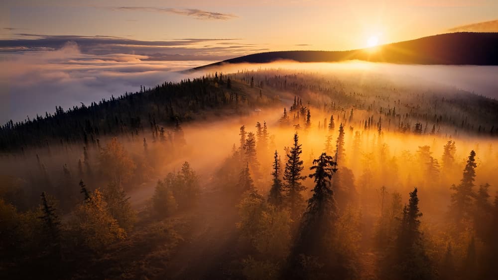 Golden Forest Mist Sunrise by Liguang Huang — canvas wall art