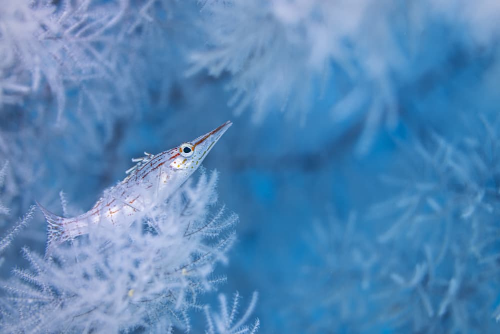 Delicate Coral Fish by Barathieu Gabriel — canvas wall art