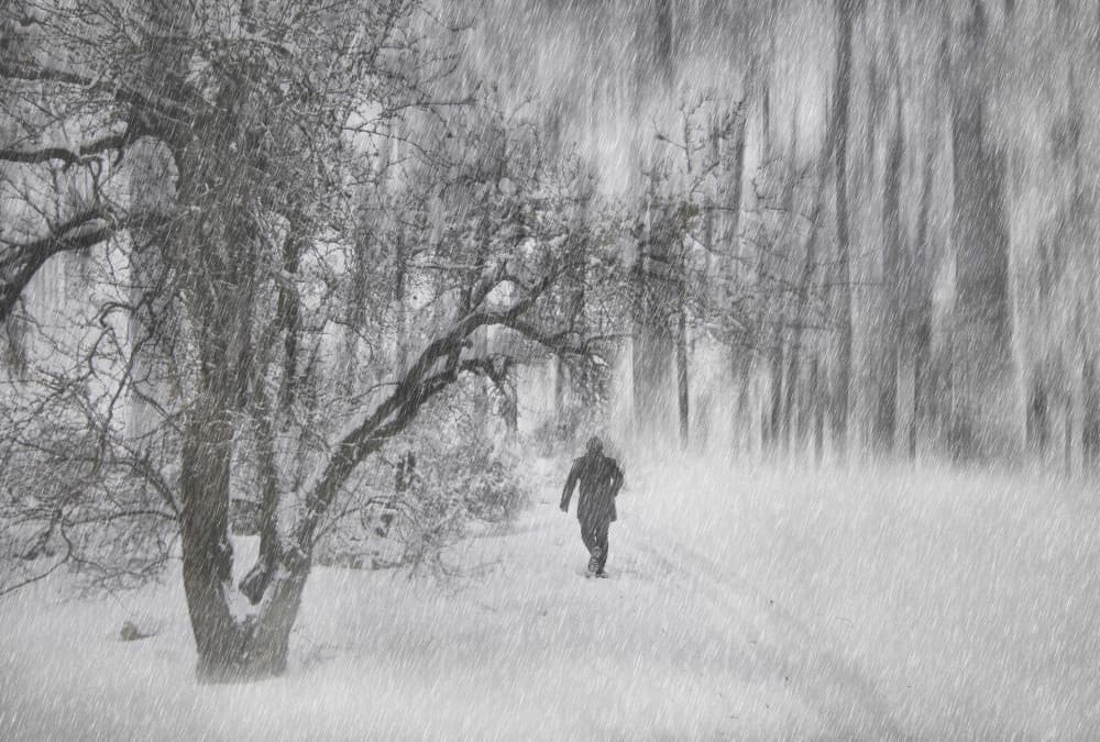 Winter Forest Walk by Emine Basa — canvas wall art