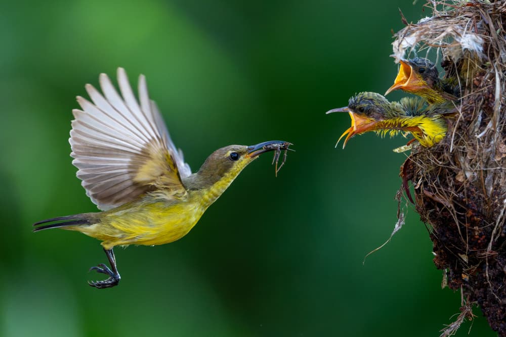 Parent Bird Feeds Chicks by HuongHoang — canvas wall art