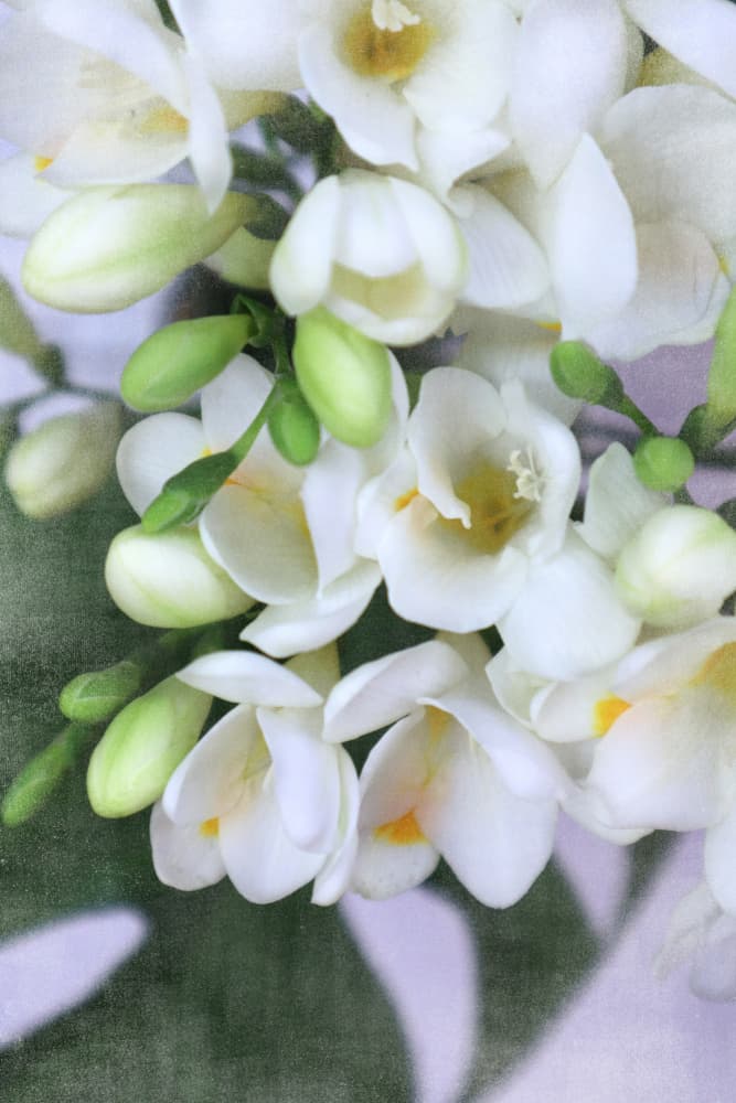 Delicate White Freesia by Rosana Laiz Blursbyai — canvas wall art