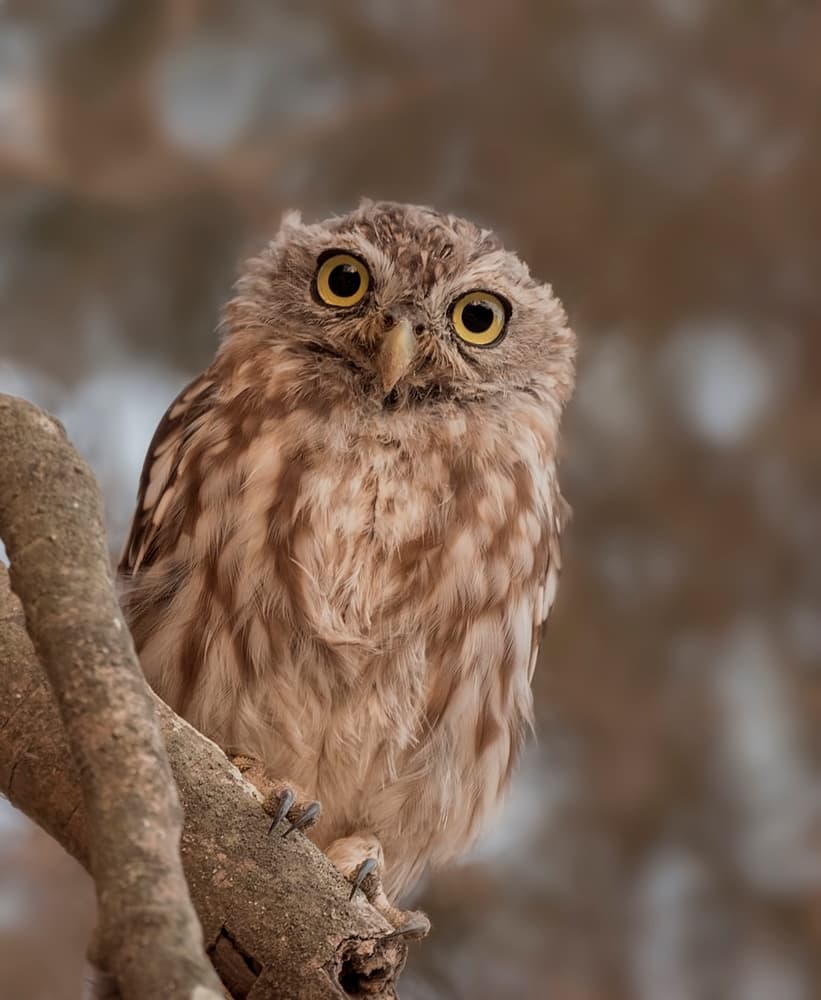 Curious Little Owl by Mallal Moshe — canvas wall art