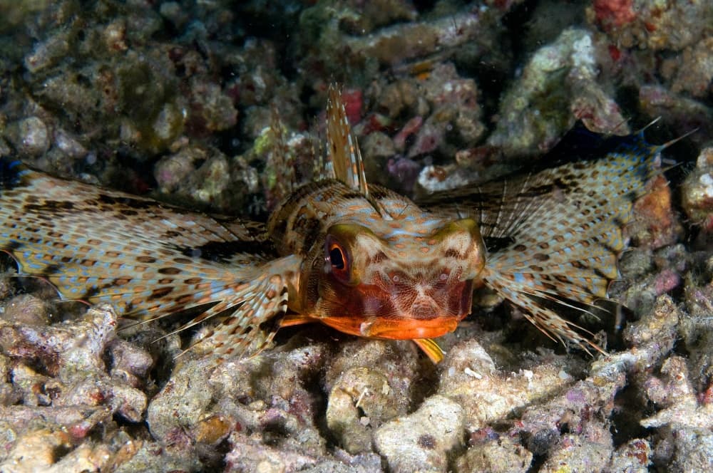 Underwater Flying Gurnard by Ilan Ben Tov — canvas wall art