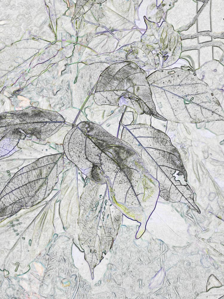 Botanical Line Art by Santhosh ch — canvas wall art