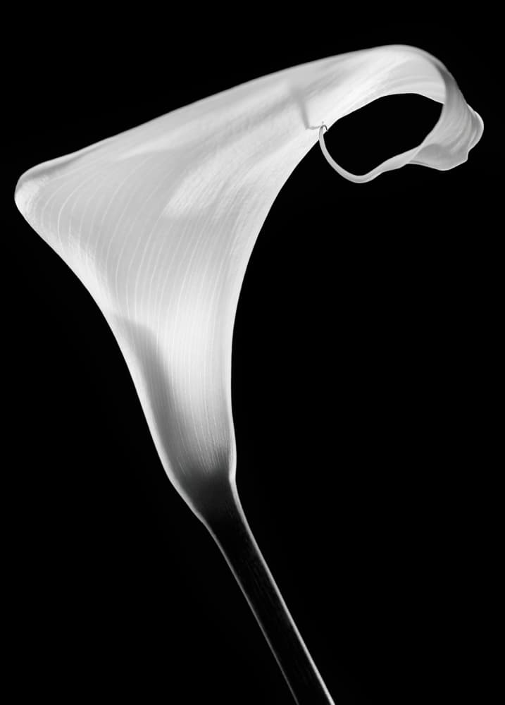Elegant Calla Lily by Santiago Pascual Buye — canvas wall art