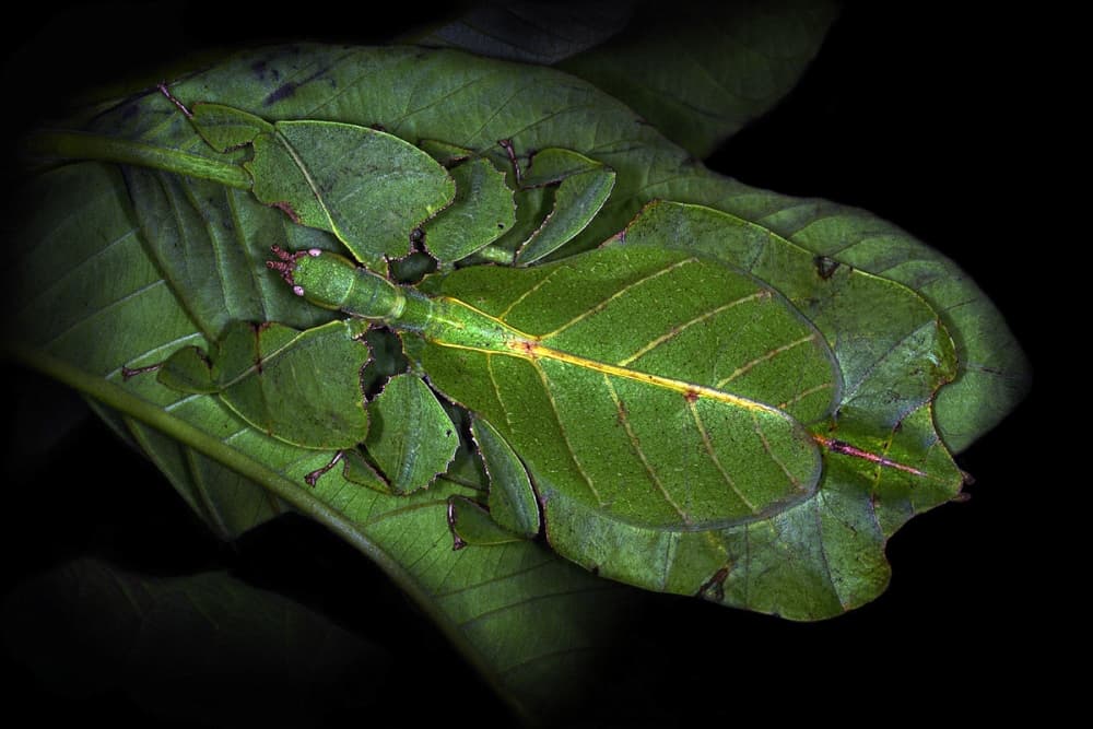 Leaf Insect Camouflage by Jimmy Hoffman — canvas wall art