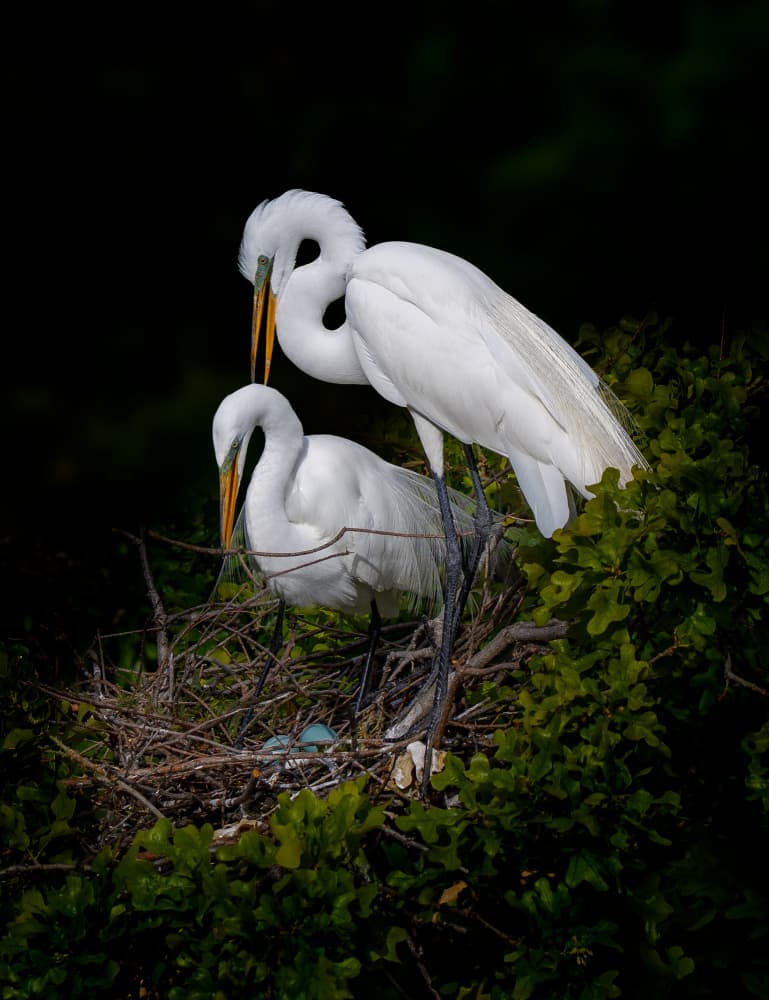 Nesting Egrets And Eggs by Serena Duan — canvas wall art