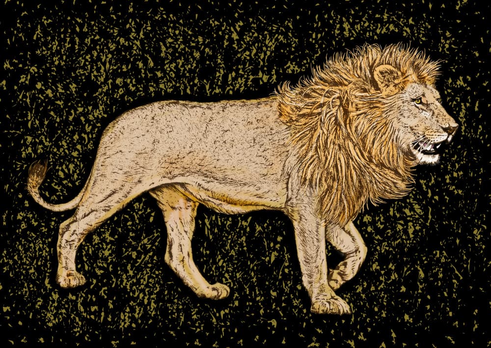 Majestic African Lion by Carlo Kaminski — canvas wall art