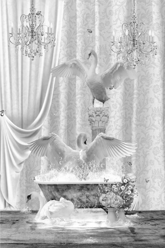 Elegant Swans Splashing by Sue Skellern — canvas wall art