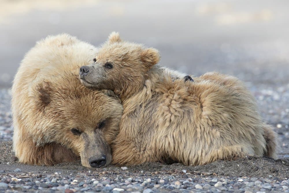 Tender Bear Family by Linda D Lester — canvas wall art
